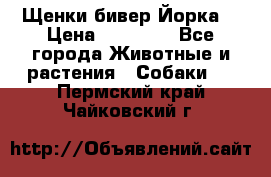 Щенки бивер Йорка  › Цена ­ 30 000 - Все города Животные и растения » Собаки   . Пермский край,Чайковский г.